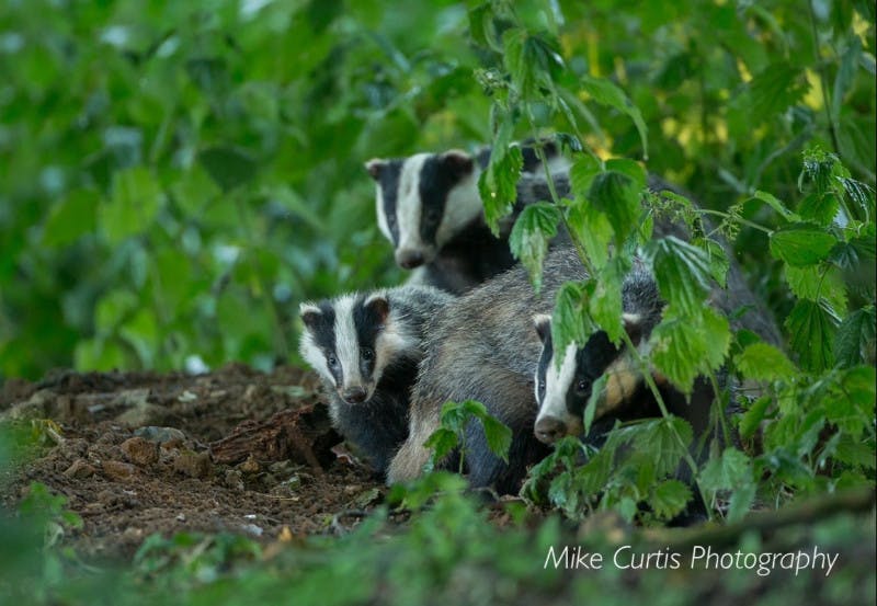 South East Cambridgeshire Badger Group cover image