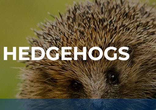 Cambridge Hedgehogs cover image
